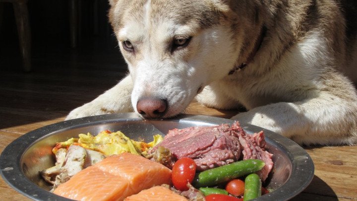 dog enjoying a nutrient rich raw food diet